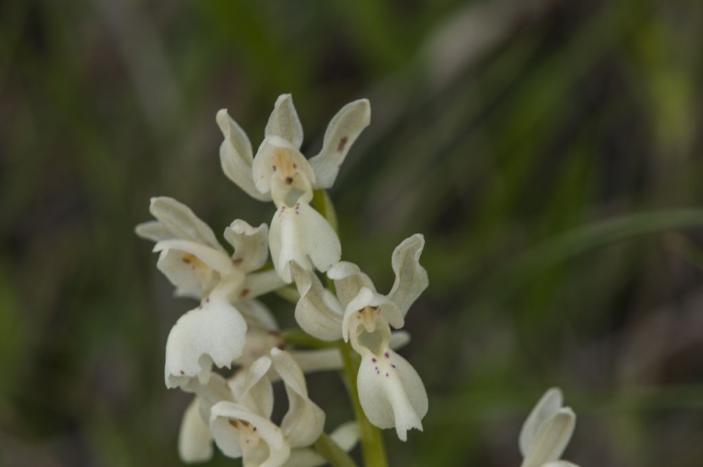 Orchis provincialis